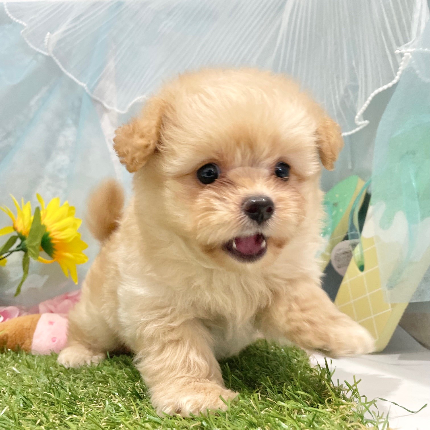 福岡県のポメプー(ポメラニアン×プードル) (犬の家＆猫の里くりえいと宗像店/2026年6月10日生まれ/男の子/クリーム)の子犬の3枚目の画像