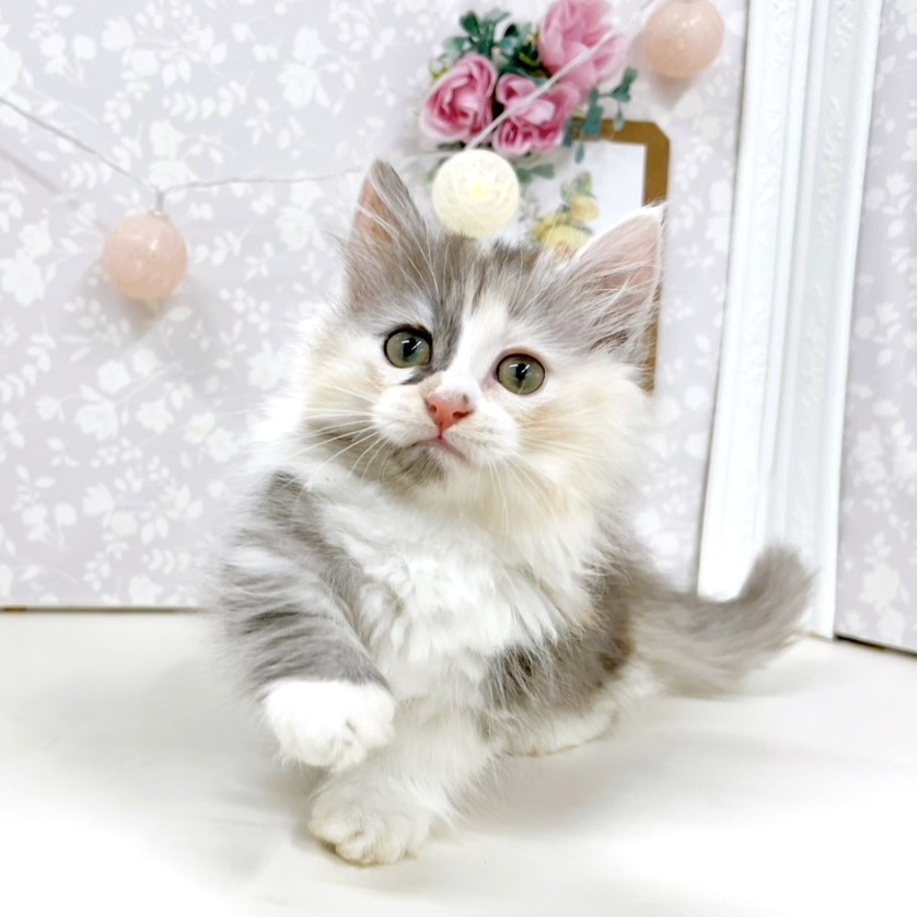 富山県のミヌエット (犬の家＆猫の里アミーゴ高岡蓮花寺店/2026年5月4日生まれ/女の子/ダイリュートキャリコ)の子猫の3枚目の画像