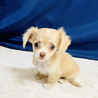 愛知県のチワックス(チワワ×ダックス) (犬の家＆猫の里一宮店/2026年1月30日生まれ/女の子/クリーム)の子犬の3枚目の画像