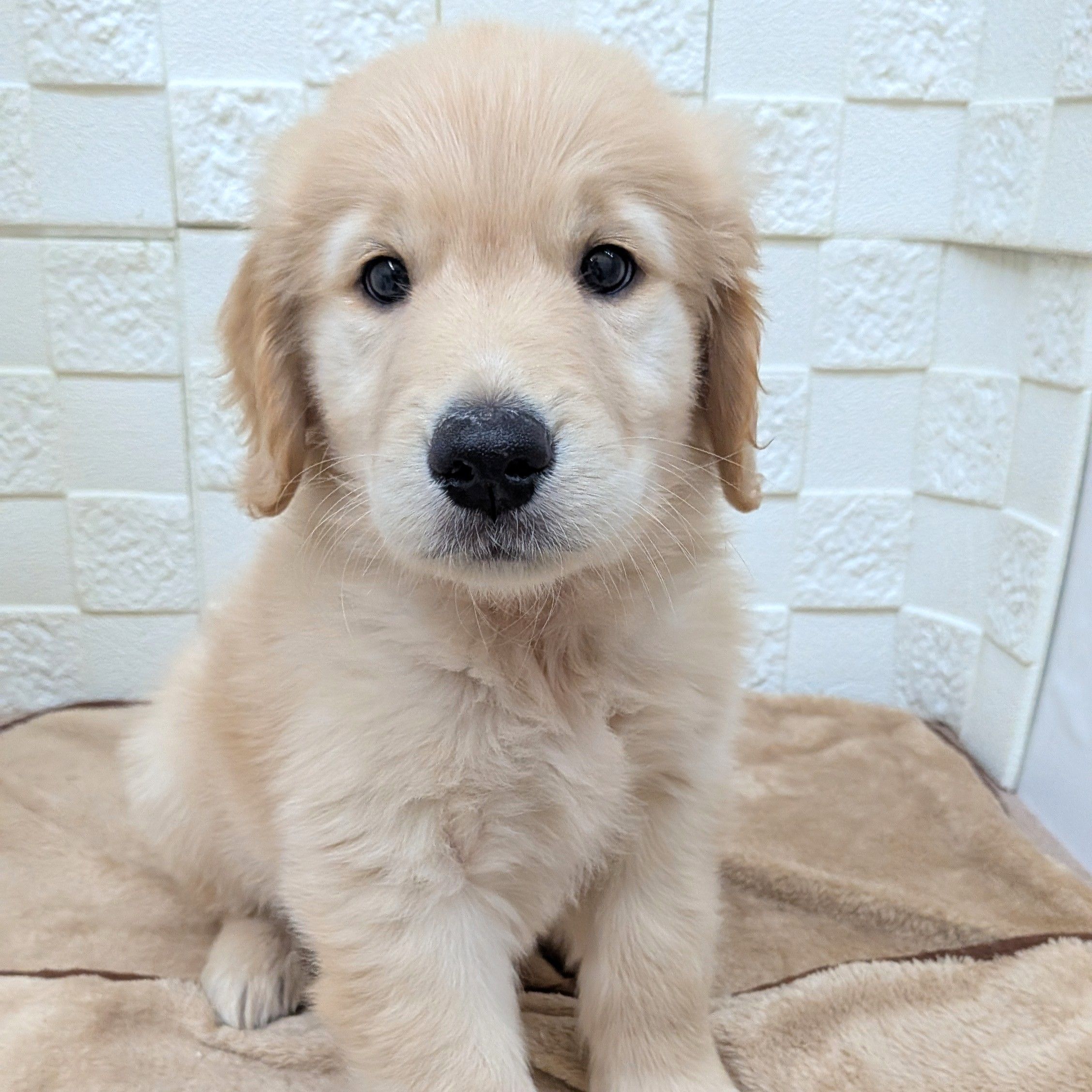 愛知県のゴールデンレトリバー (犬の家&猫の里碧南店/2025年8月26日生まれ/男の子/ゴールデン)の子犬の3枚目の画像