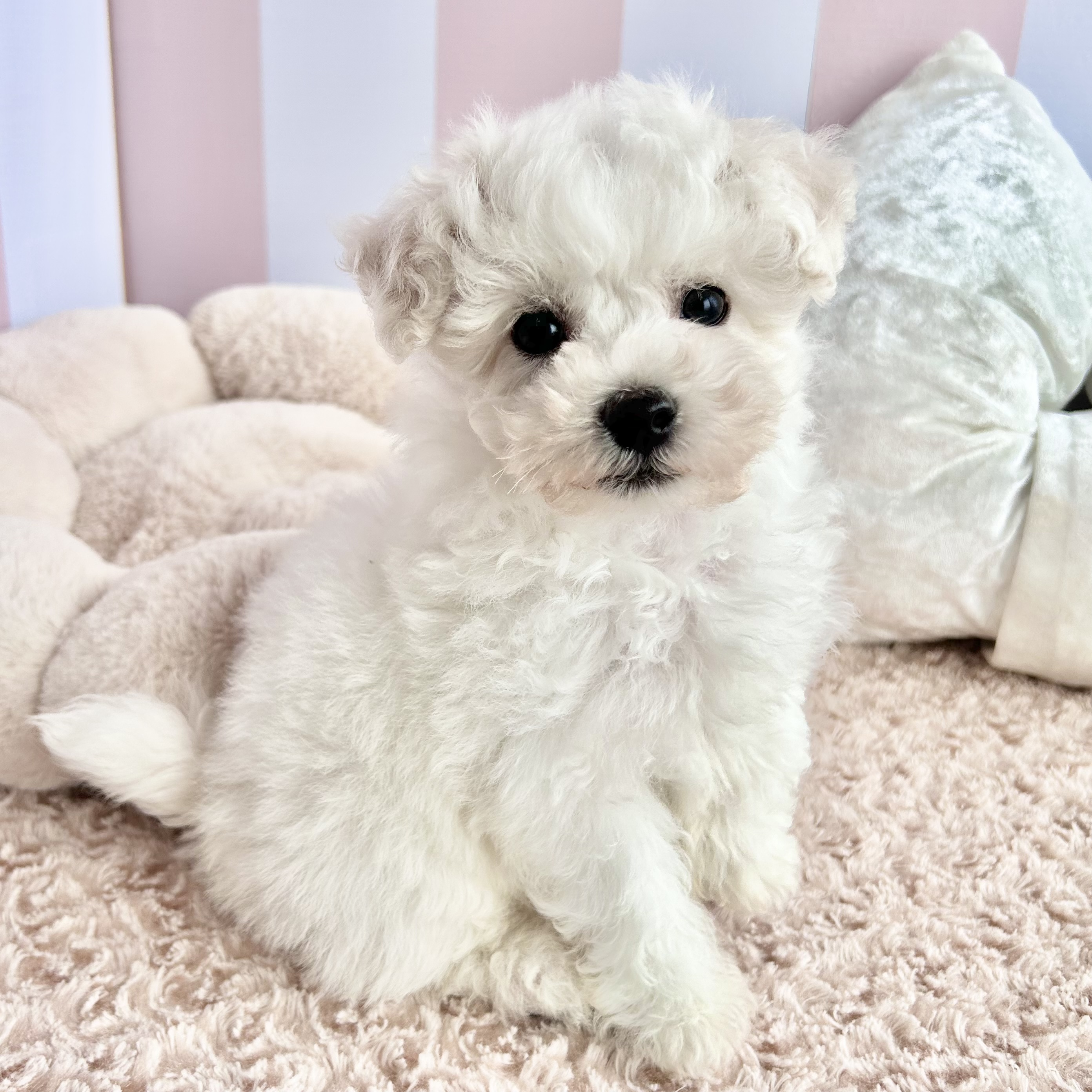 岡山県のビションフリーゼ (犬の家＆猫の里倉敷中庄店/2025年10月18日生まれ/男の子/ホワイト)の子犬の3枚目の画像