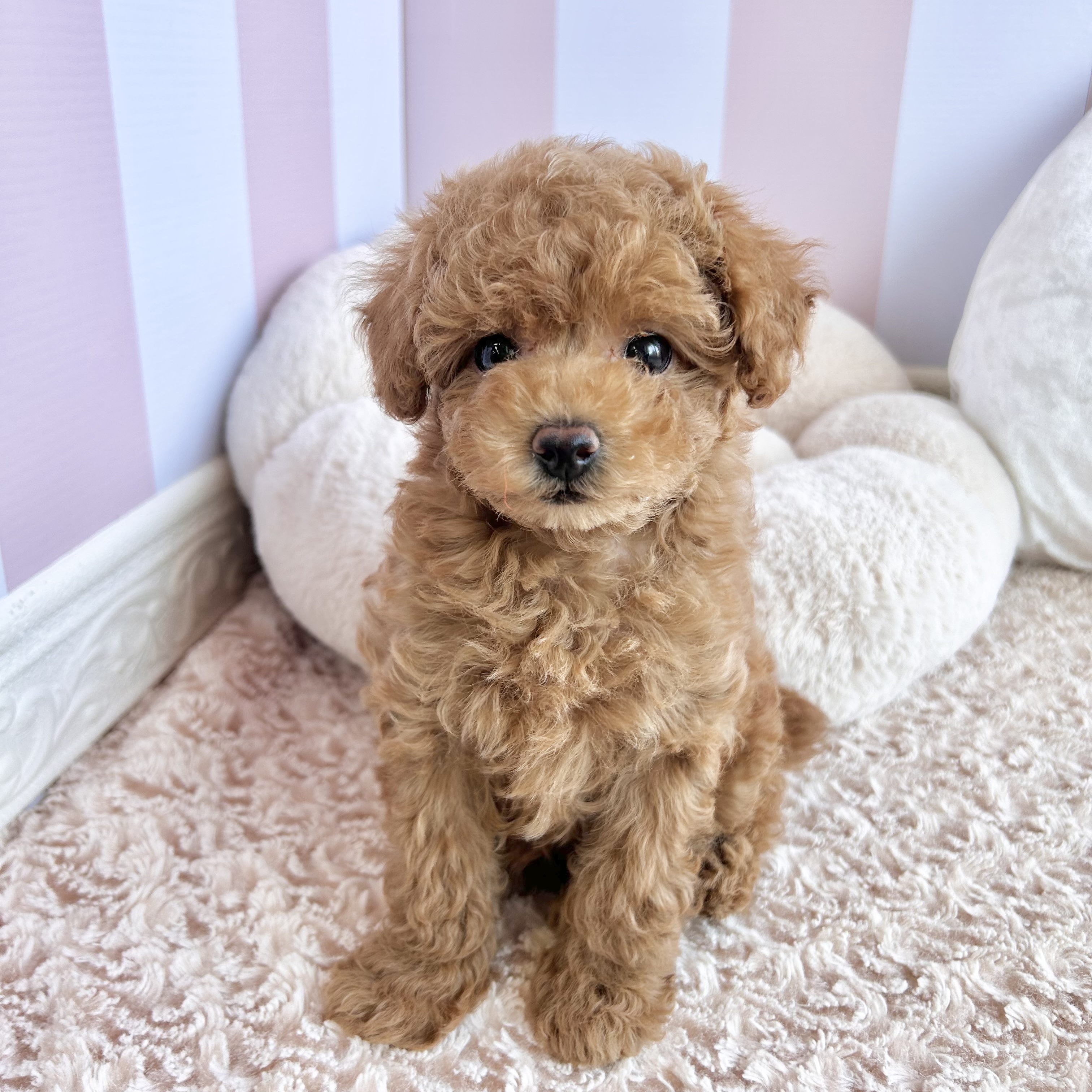 岡山県のトイプードル(トイ) (犬の家＆猫の里倉敷中庄店/2025年9月6日生まれ/女の子/アプリコット)の子犬の3枚目の画像