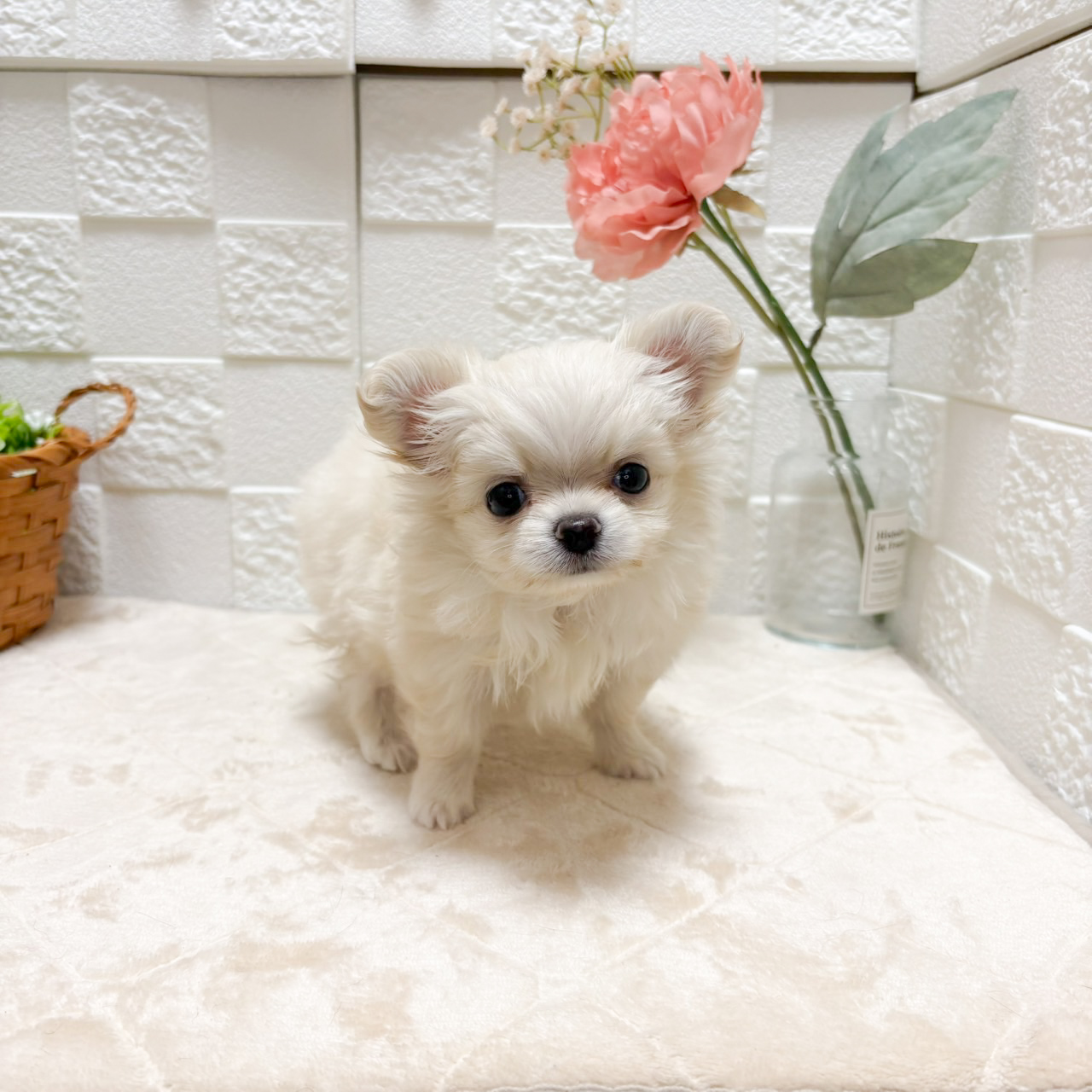 東京都のポメチワ/チワポメ/ポメチー(ポメラニアン×チワワ) (犬の家＆猫の里ペットフォレスト小平店/2026年7月14日生まれ/女の子/クリーム)の子犬の3枚目の画像