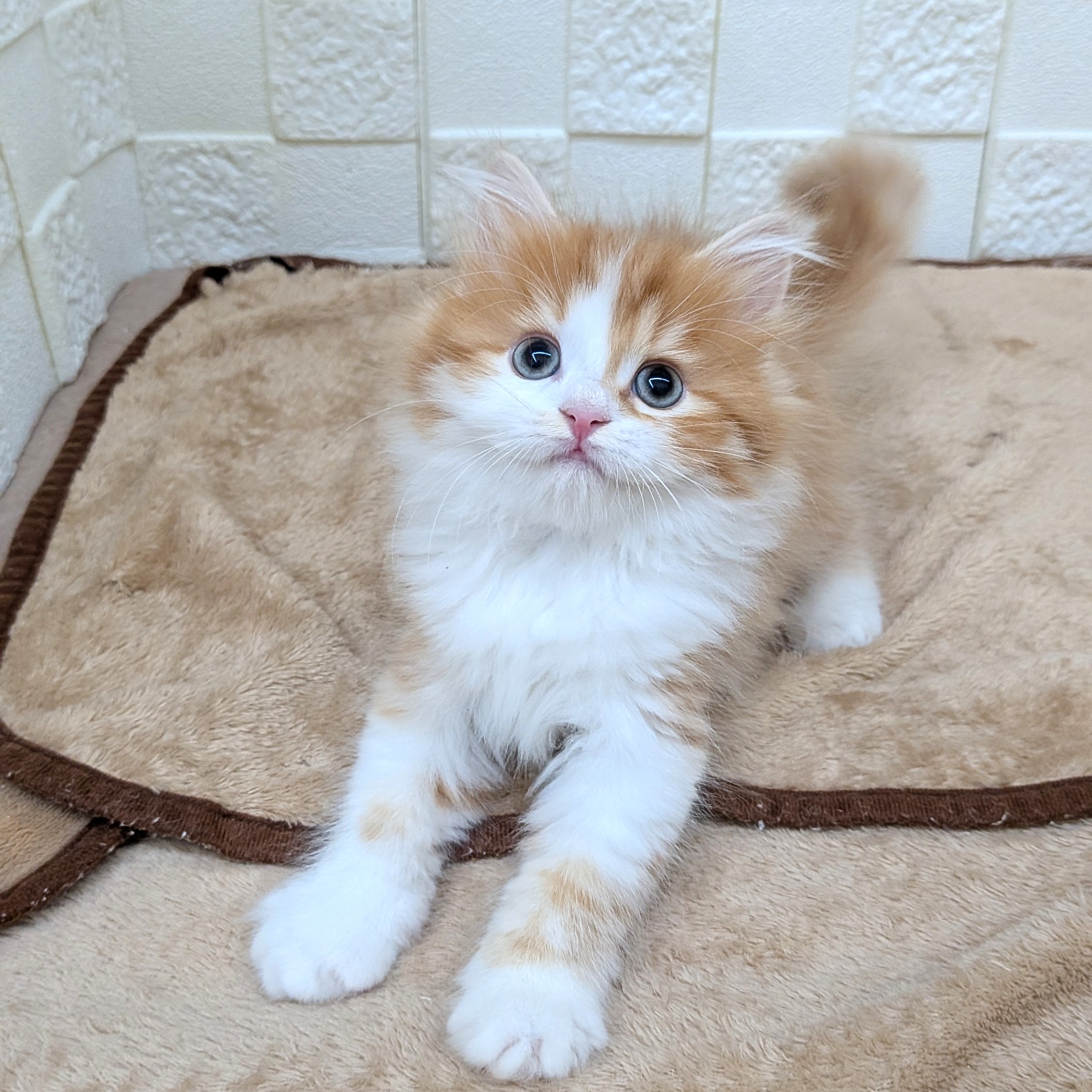 愛知県のスコティッシュフォールド (犬の家&猫の里碧南店/2025年8月27日生まれ/女の子/レッドタビーホワイト)の子猫の3枚目の画像