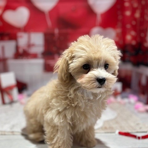 福岡県のマルプー(マルチーズ×プードル) (犬の家＆猫の里トリアス久山店/2025年10月11日生まれ/男の子/アプリコット)の子犬の3枚目の画像