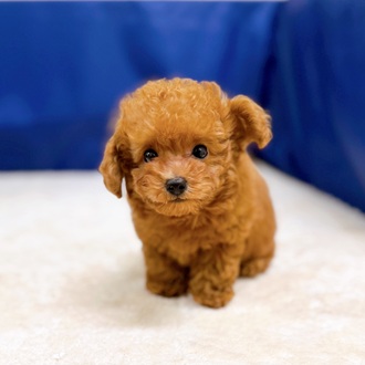 愛知県のトイプードル(トイ) (犬の家＆猫の里一宮店/2025年7月23日生まれ/男の子/レッドフォーン)の子犬の3枚目の画像