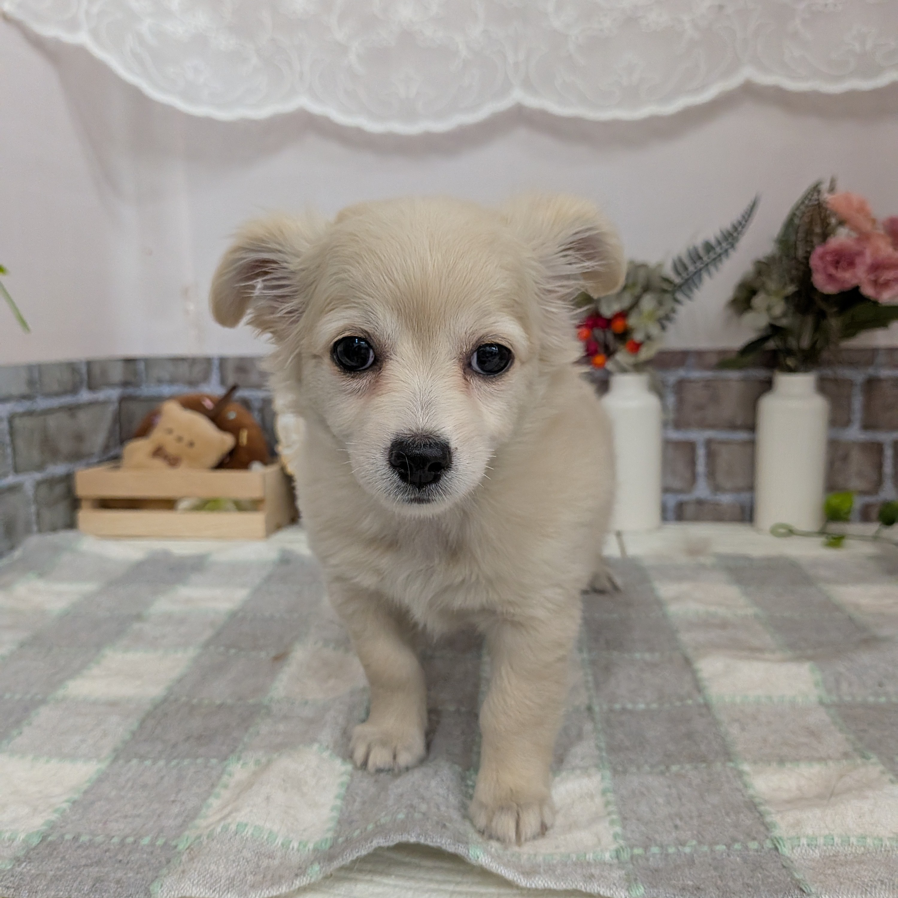 愛知県のチワックス(チワワ×ダックス) (犬の家＆猫の里碧南店/2025年7月26日生まれ/女の子/クリーム)の子犬の3枚目の画像