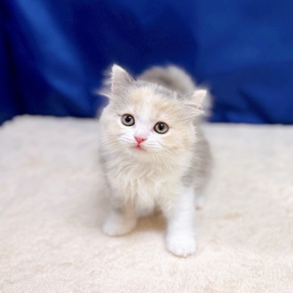 愛知県のスコティッシュストレート (犬の家＆猫の里一宮店/2025年7月20日生まれ/女の子/ブルーパッチドタビーホワイト)の子猫の3枚目の画像
