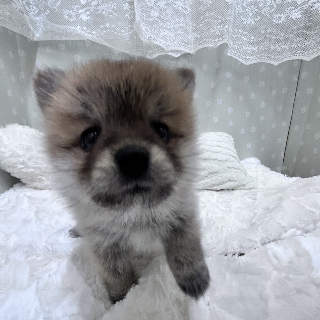 愛知県のポメ柴/豆ポメ/ポメ豆柴(ポメラニアン×柴犬) (犬の家＆猫の里安城店/2026年2月10日生まれ/女の子/赤)の子犬の3枚目の画像