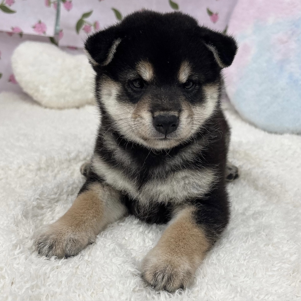 愛知県の柴犬(標準サイズ) (犬の家＆猫の里エアポートウォーク店/2026年8月4日生まれ/女の子/黒)の子犬の3枚目の画像