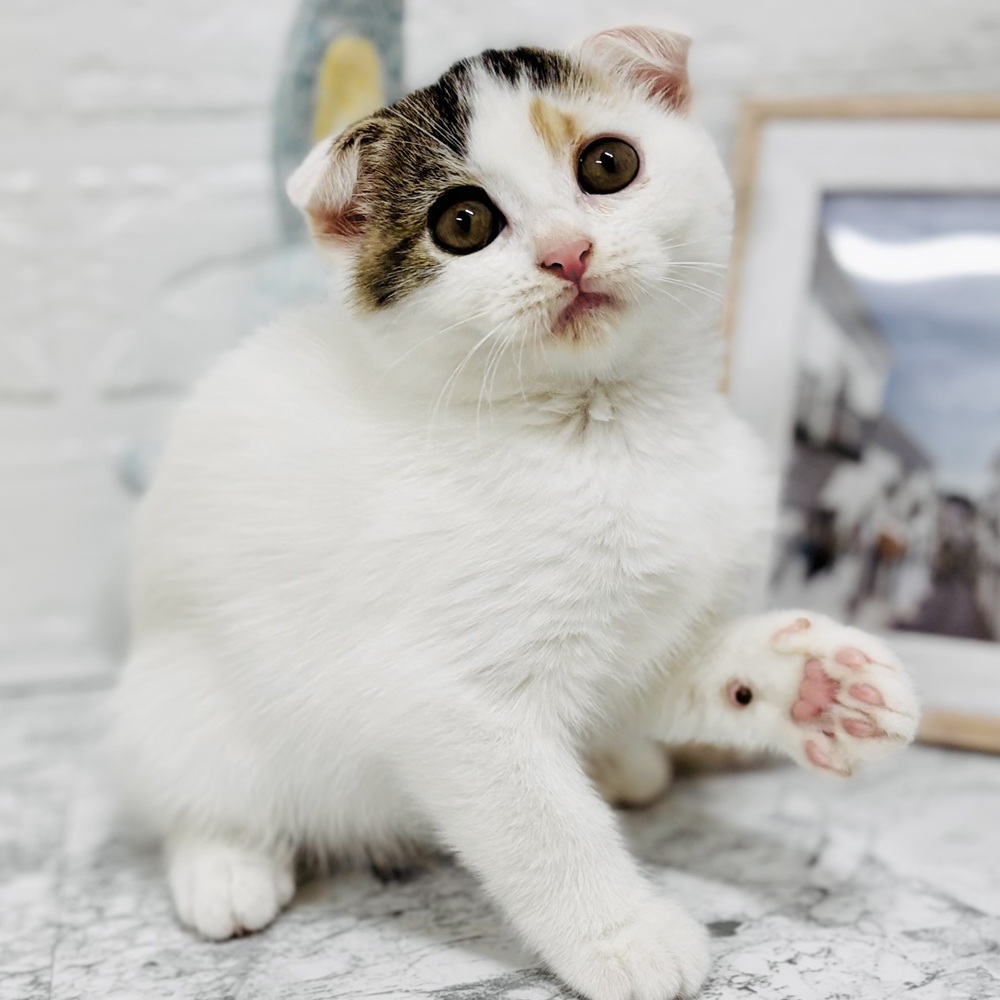 愛知県のスコティッシュフォールド (犬の家＆猫の里豊田店/2026年7月10日生まれ/女の子/ブラウンパッチドタビーホワイト)の子猫の3枚目の画像