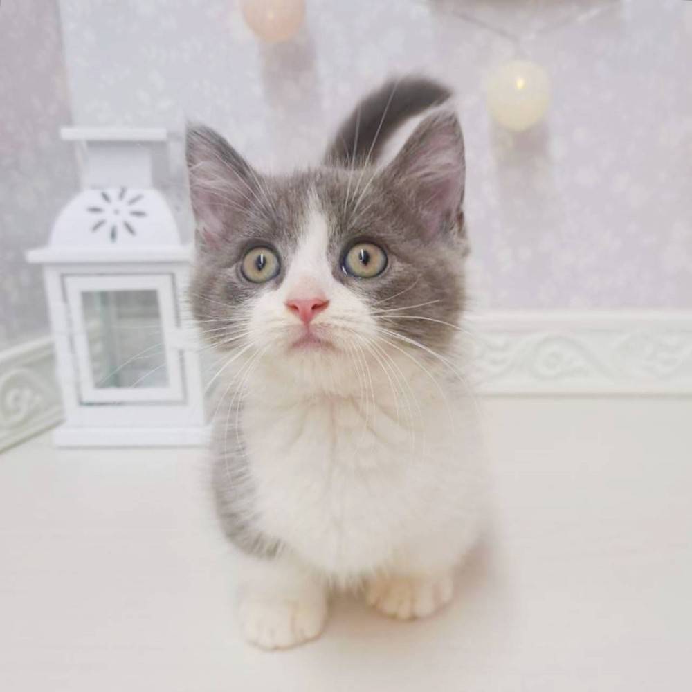 富山県のミヌエット (犬の家＆猫の里アミーゴ山室店/2026年7月9日生まれ/男の子/ブルーホワイト)の子猫の3枚目の画像