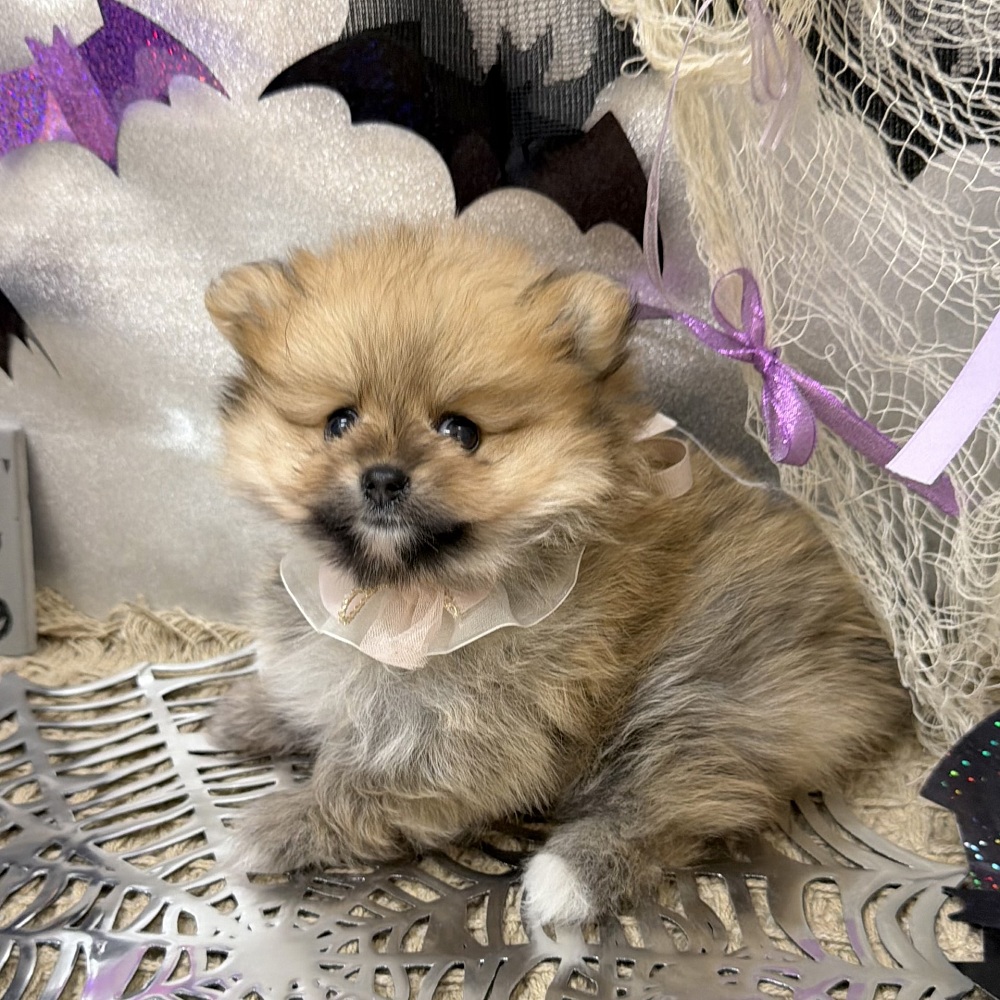 静岡県のポメラニアン (犬の家＆猫の里アミーゴ浜松和田店/2026年8月18日生まれ/女の子/オレンジ)の子犬の3枚目の画像