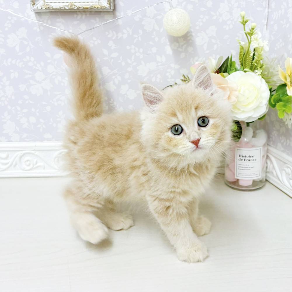 富山県のサイベリアン (犬の家＆猫の里アミーゴ山室店/2026年7月26日生まれ/女の子/クリームタビー)の子猫の3枚目の画像