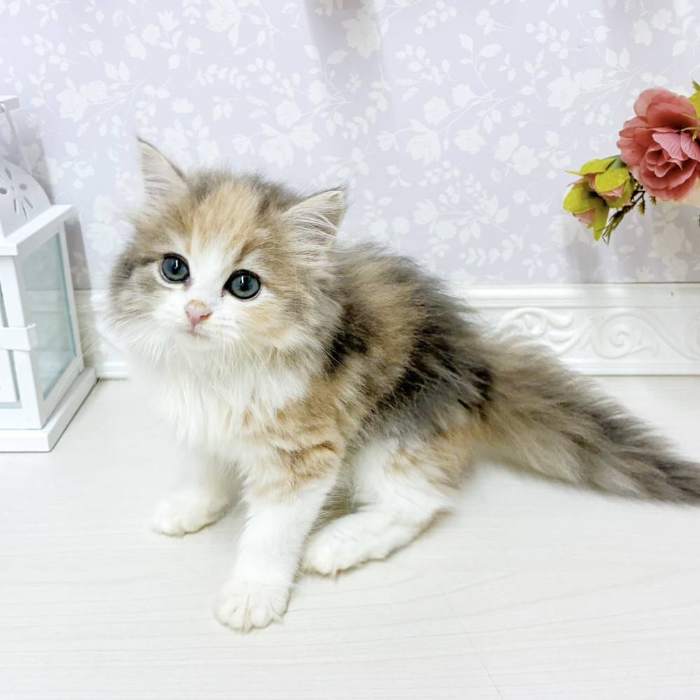 富山県のミヌエット (犬の家＆猫の里アミーゴ山室店/2026年7月23日生まれ/女の子/ダイリュートキャリコ)の子猫の3枚目の画像