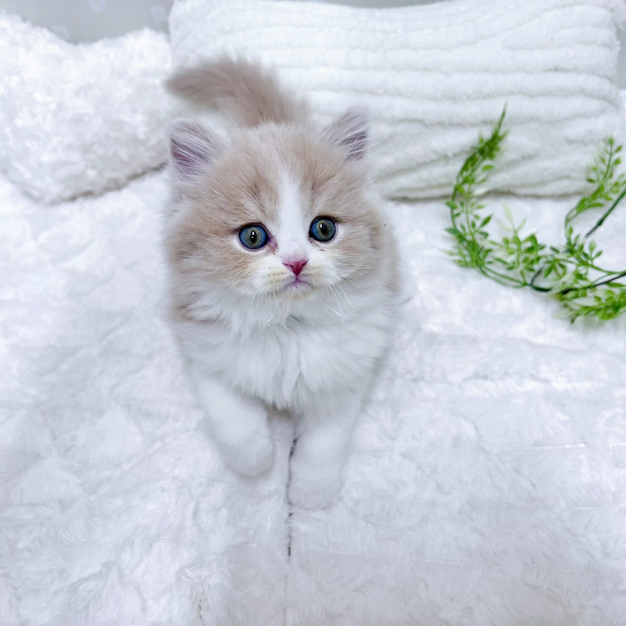 愛知県のスコティッシュフォールド (犬の家＆猫の里安城店/2026年2月17日生まれ/男の子/クリームタビーホワイト)の子猫の3枚目の画像