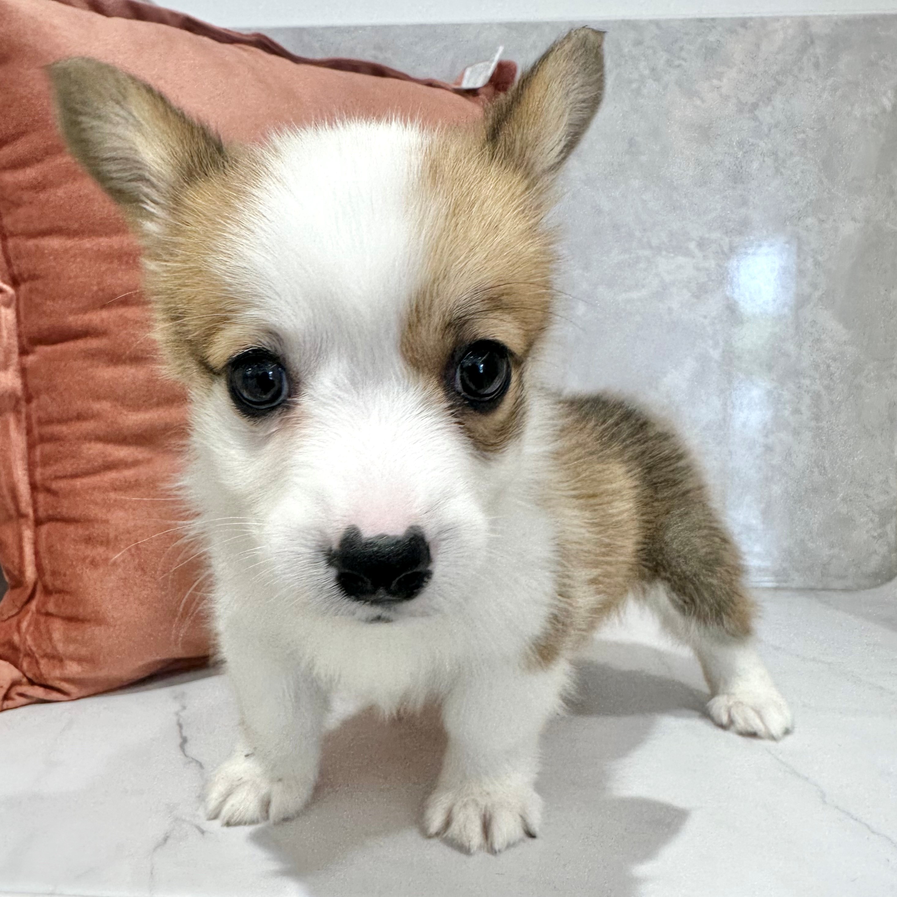 福岡県のウェルシュコーギーペンブローク (犬の家＆猫の里くりえいと宗像店/2026年2月22日生まれ/女の子/レッドホワイト)の子犬の3枚目の画像