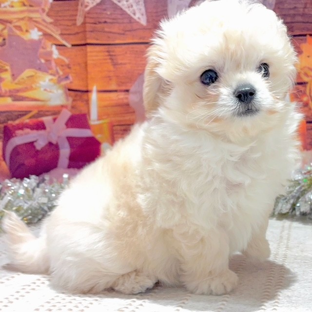 福岡県のチワプー/プーチー(チワワ×プードル) (犬の家＆猫の里トリアス久山店/2025年9月28日生まれ/男の子/クリーム)の子犬の3枚目の画像