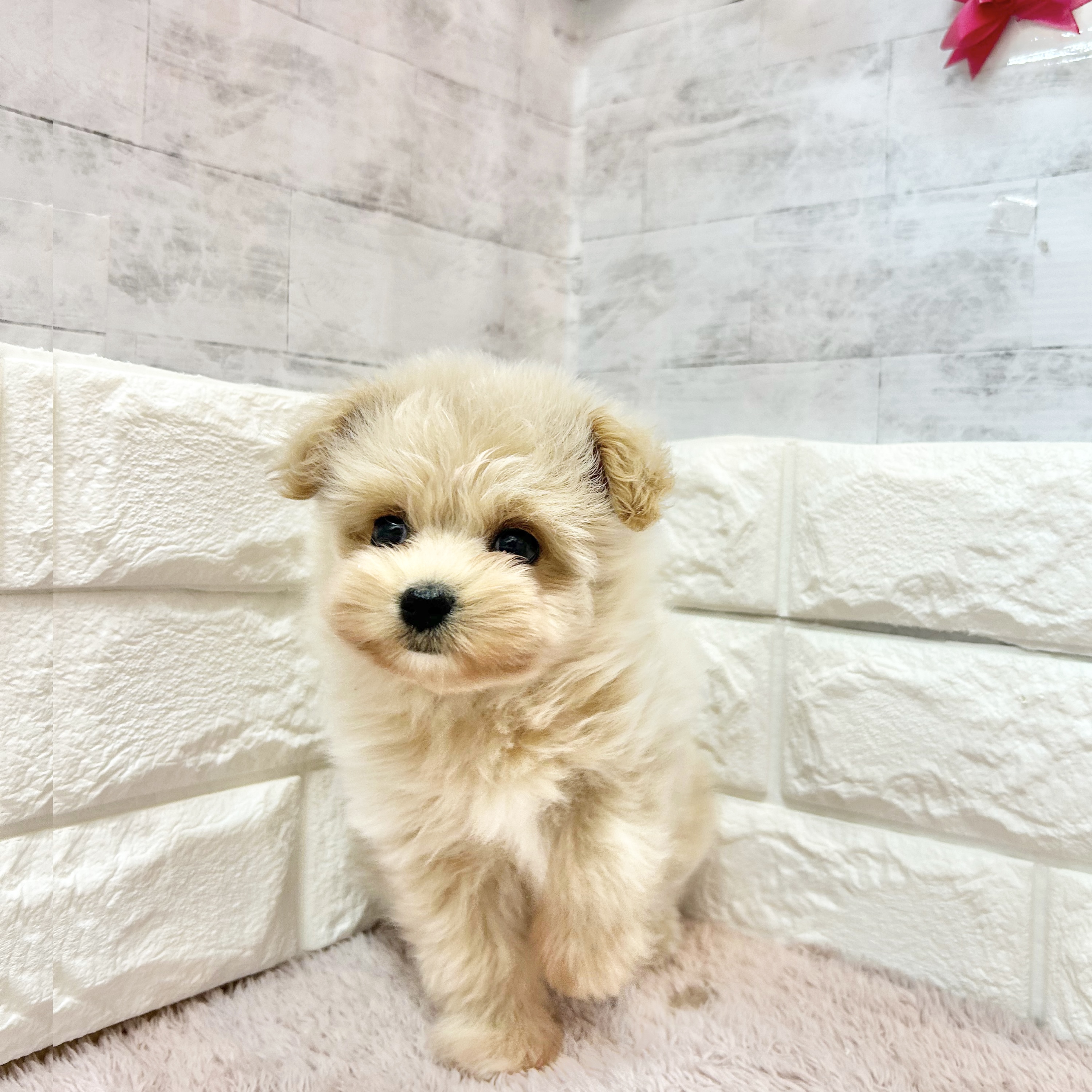 ハーフ犬女の子の写真
