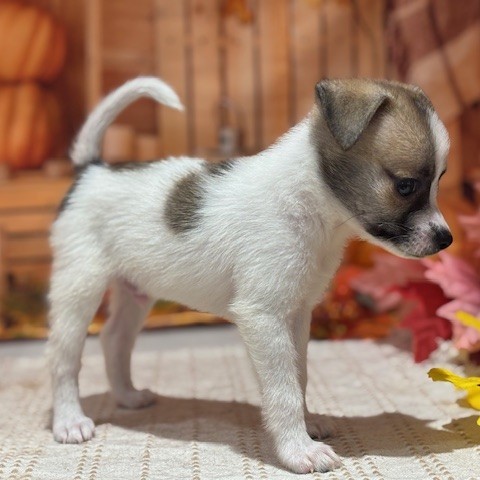 福岡県のハーフ犬・ミックス犬 (犬の家＆猫の里トリアス久山店/2025年8月8日生まれ/男の子/パーティーカラー)の子犬の3枚目の画像