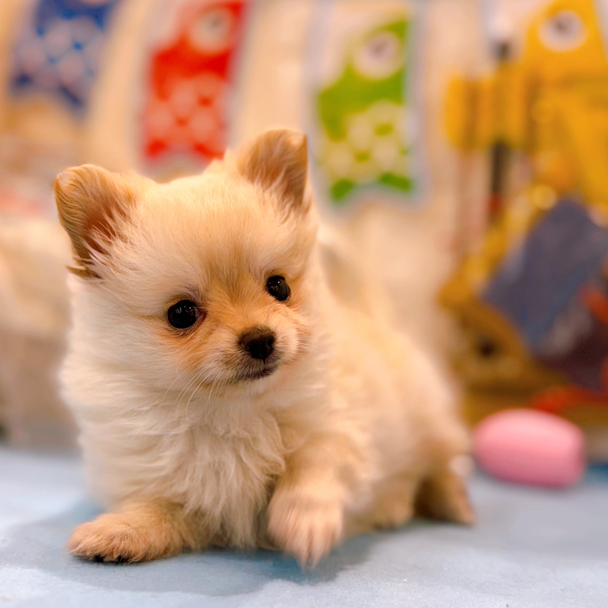 岡山県のポメチワ/チワポメ/ポメチー(ポメラニアン×チワワ) (犬の家＆猫の里倉敷店/2026年3月1日生まれ/女の子/クリーム)の子犬の3枚目の画像
