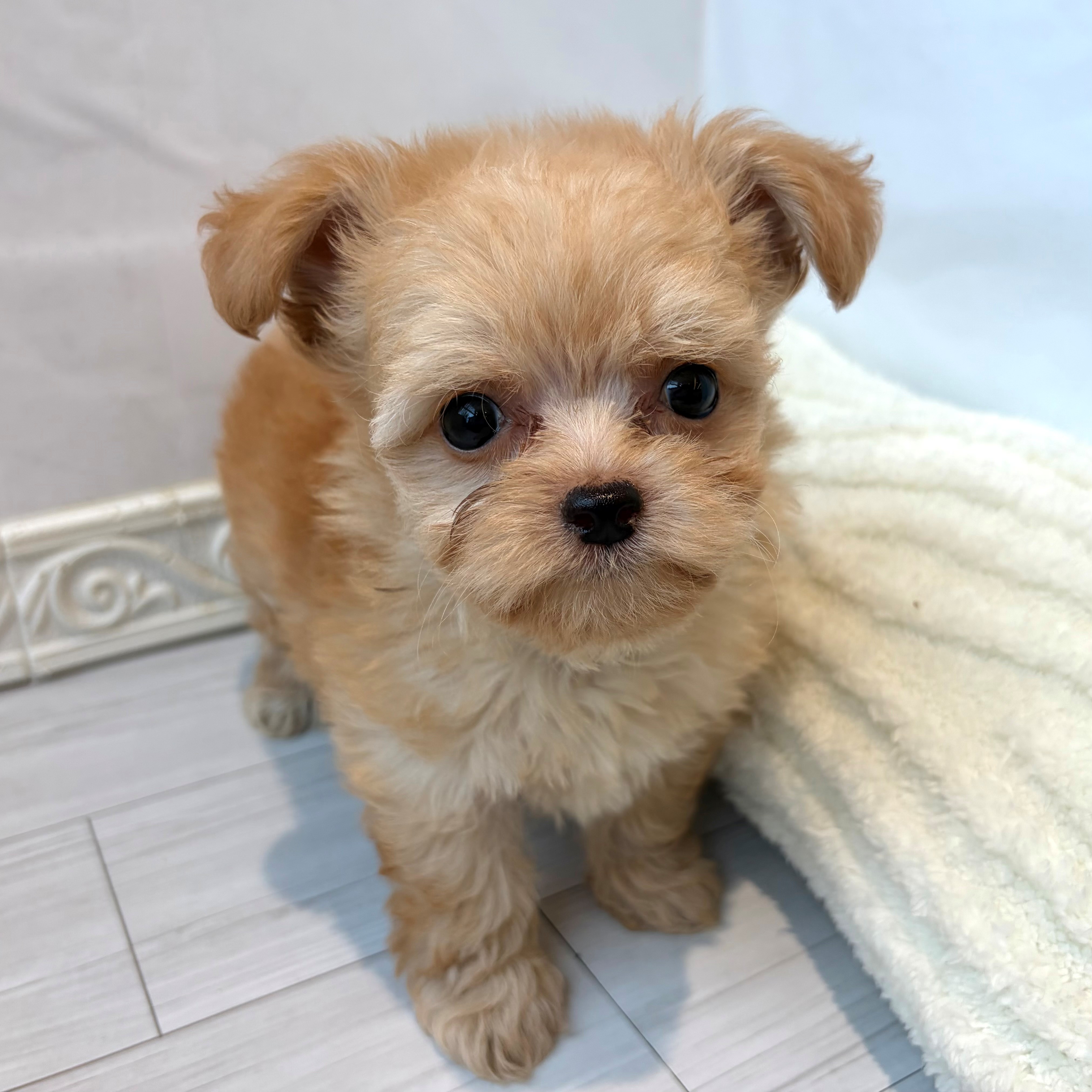 ハーフ犬女の子の写真