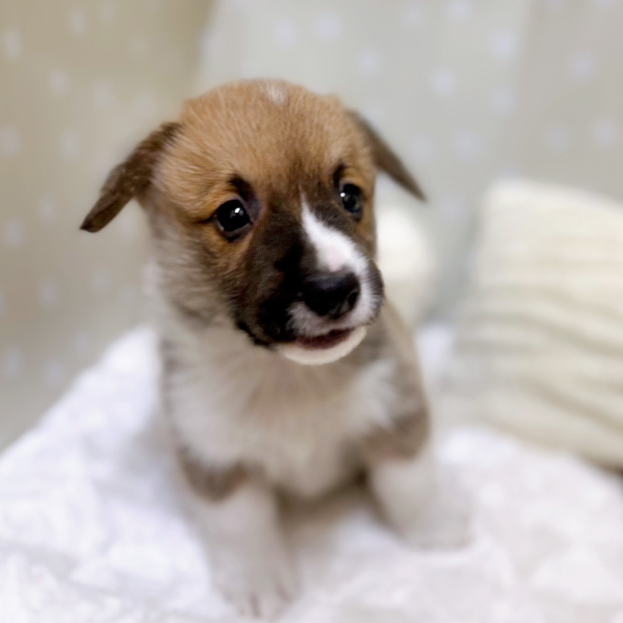 愛知県のウェルシュコーギーペンブローク (犬の家＆猫の里安城店/2026年2月6日生まれ/男の子/セーブルホワイト)の子犬の3枚目の画像