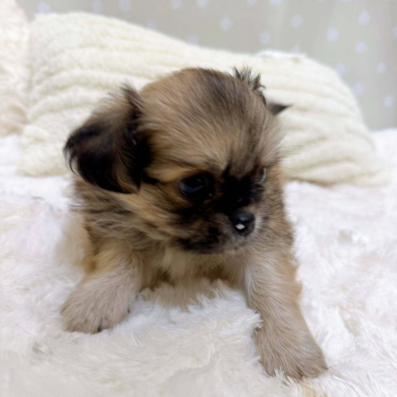 愛知県のチワペキ/ペキチー/ペキチワ(チワワ×ペキニーズ) (犬の家＆猫の里安城店/2026年2月10日生まれ/男の子/レッドホワイト)の子犬の3枚目の画像