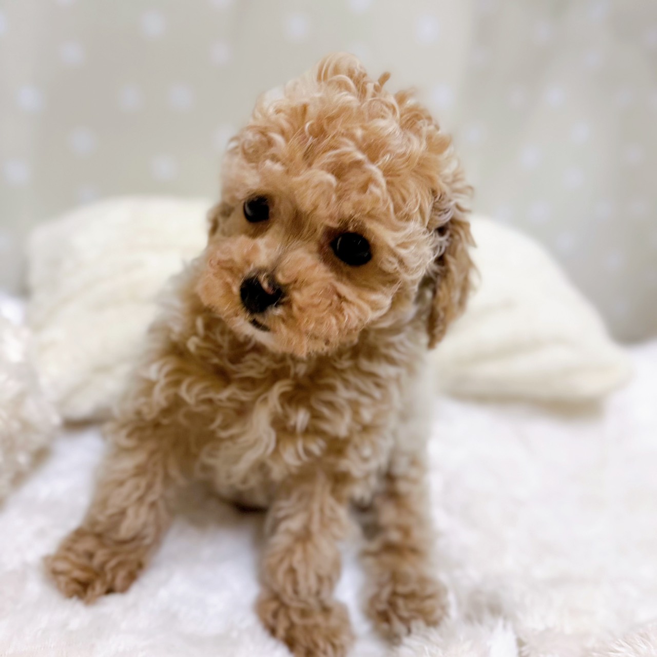 愛知県のビションプー(ビションフリーゼ×プードル) (犬の家＆猫の里安城店/2026年2月6日生まれ/女の子/アプリコット)の子犬の3枚目の画像