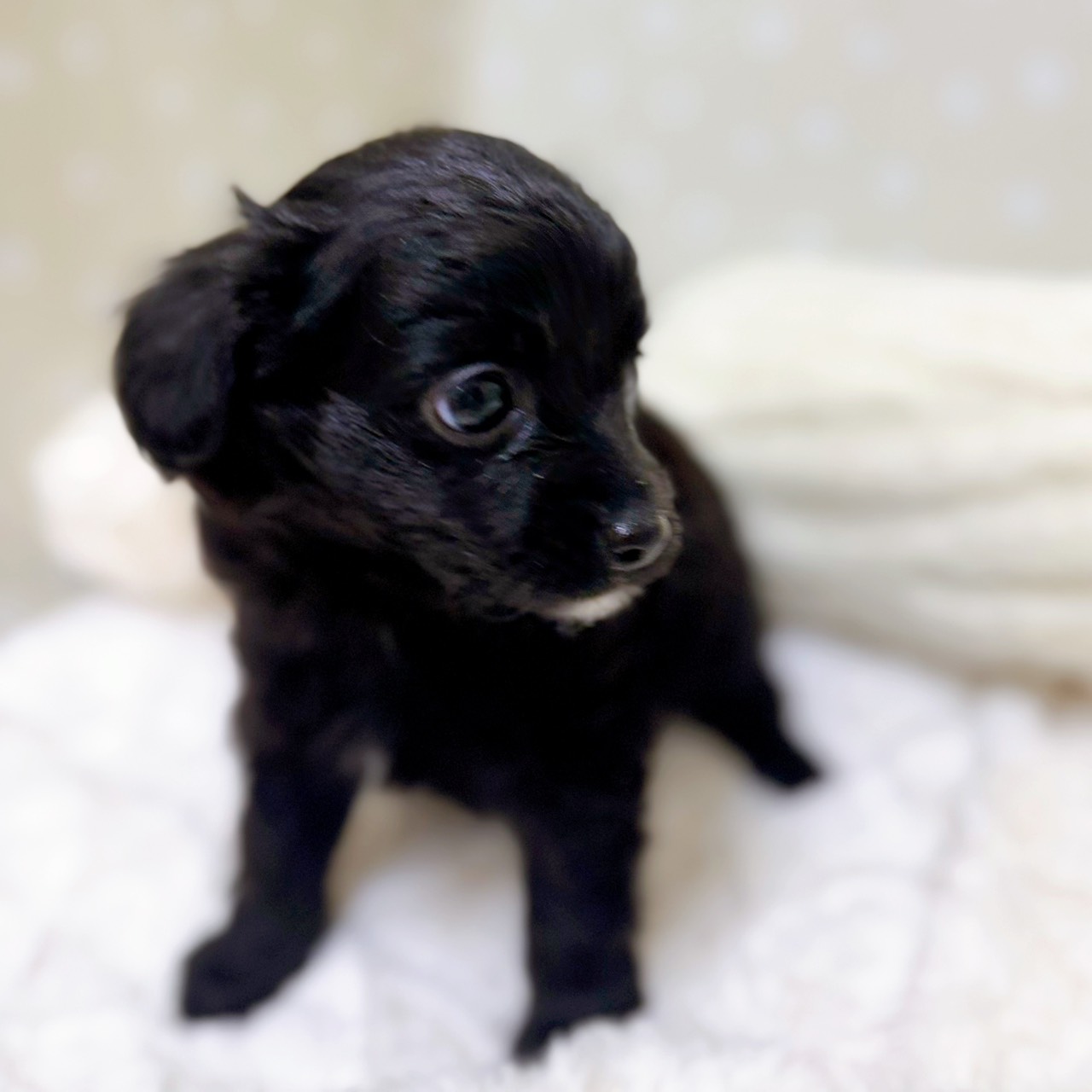 愛知県のチワプー/プーチー(チワワ×プードル) (犬の家＆猫の里安城店/2026年2月8日生まれ/女の子/ブラック)の子犬の3枚目の画像