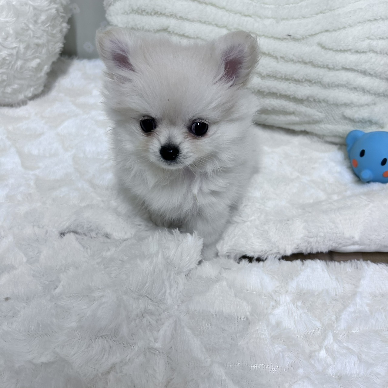 愛知県のポメチワ/チワポメ/ポメチー(ポメラニアン×チワワ) (犬の家＆猫の里安城店/2026年2月4日生まれ/女の子/クリーム)の子犬の3枚目の画像