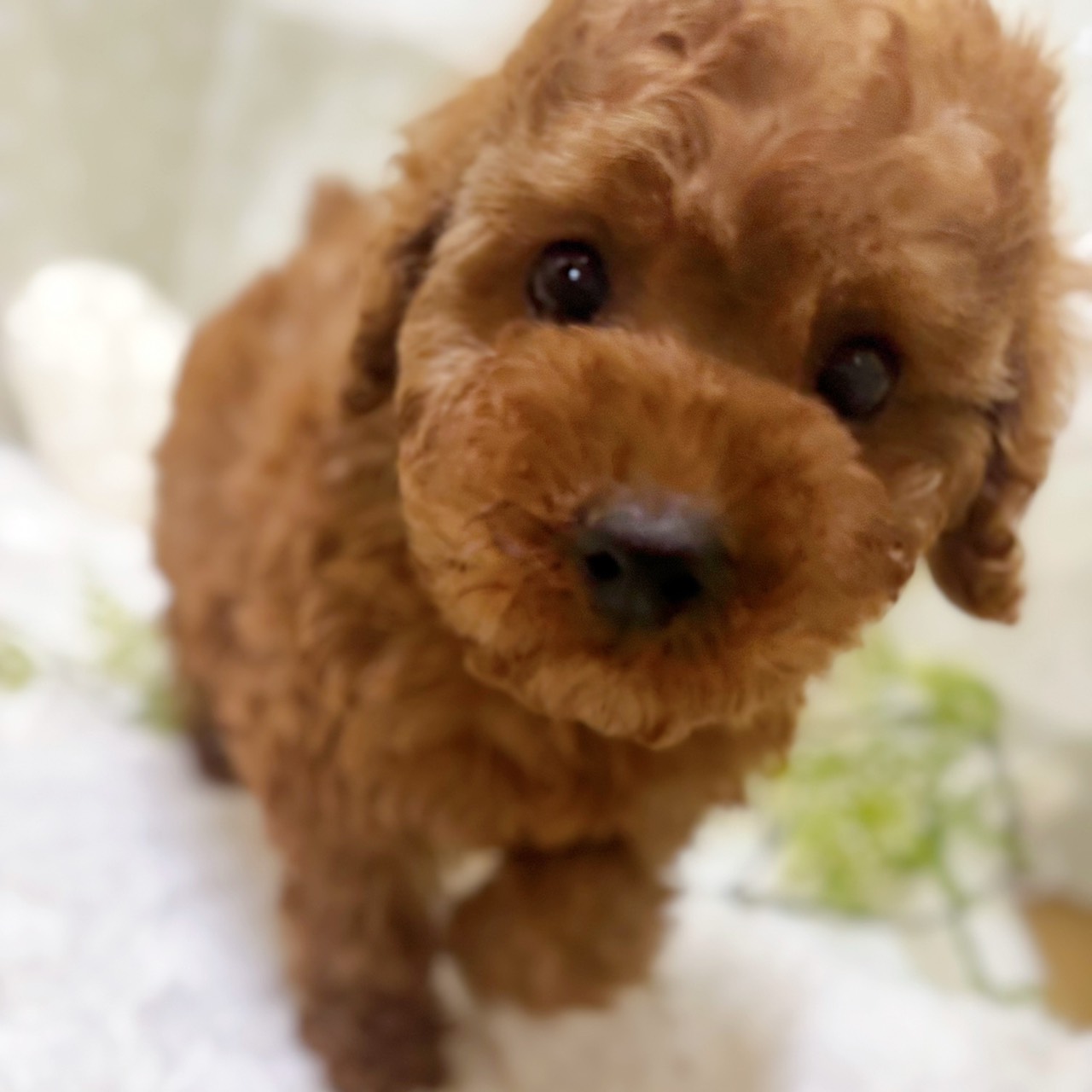 愛知県のトイプードル(トイ) (犬の家＆猫の里安城店/2026年1月25日生まれ/男の子/レッド)の子犬の3枚目の画像