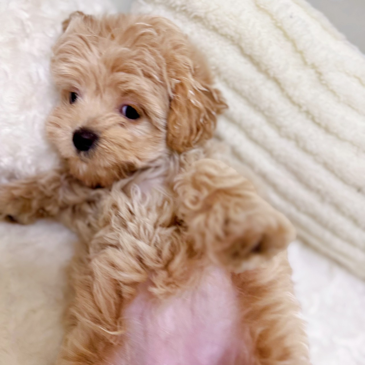 愛知県のチワプー/プーチー(チワワ×プードル) (犬の家＆猫の里安城店/2026年1月25日生まれ/女の子/アプリコット)の子犬の3枚目の画像