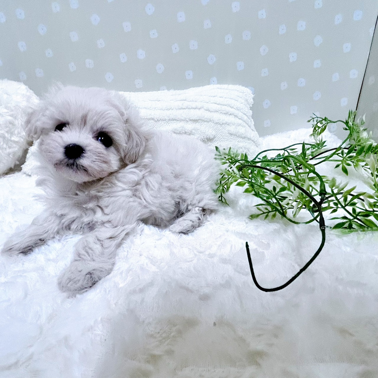 愛知県のハーフ犬・ミックス犬 (犬の家＆猫の里安城店/2026年2月16日生まれ/女の子/クリームホワイト)の子犬の3枚目の画像