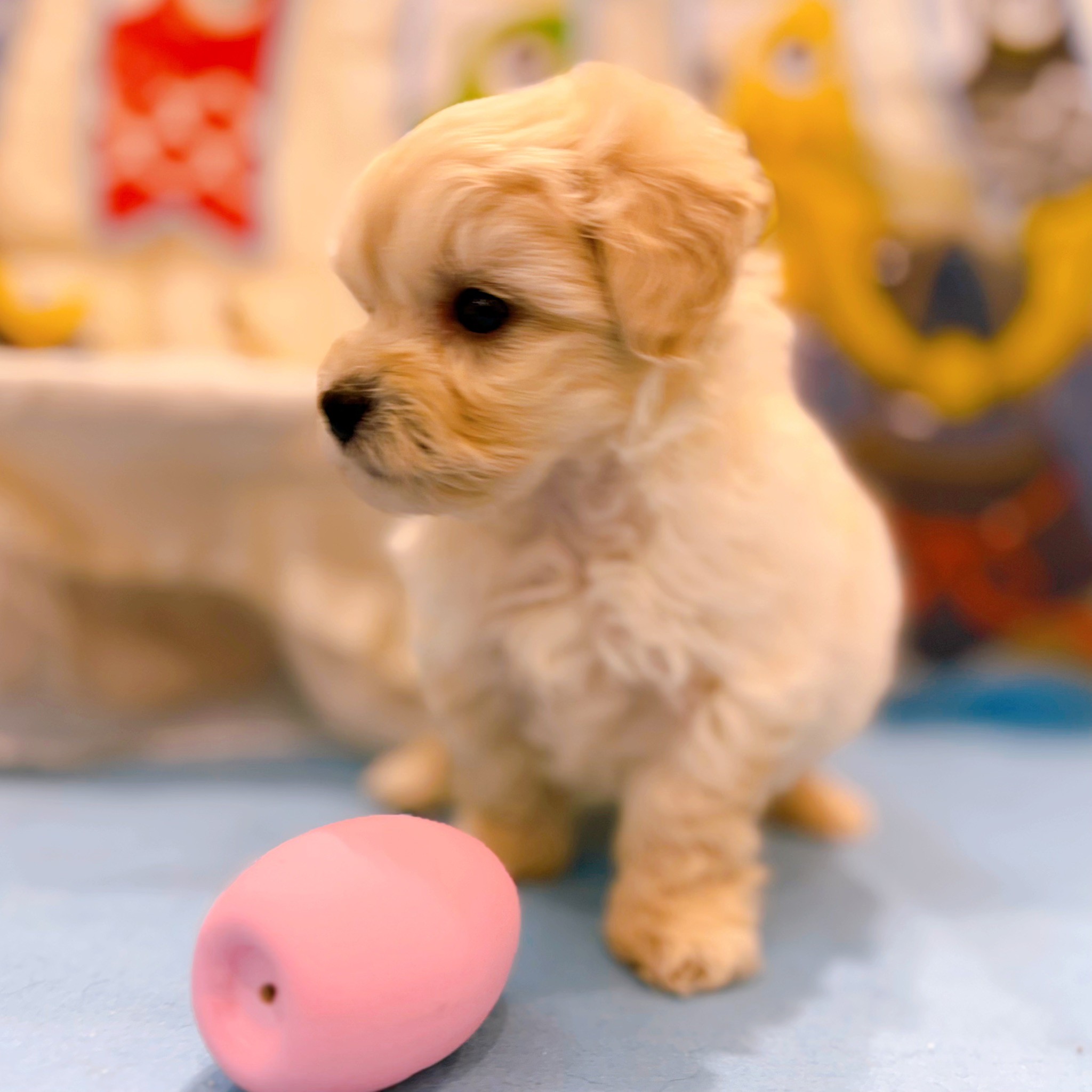 岡山県のプーズー/プーシーズ(プードル×シーズー) (犬の家＆猫の里倉敷店/2026年2月27日生まれ/男の子/クリーム)の子犬の3枚目の画像