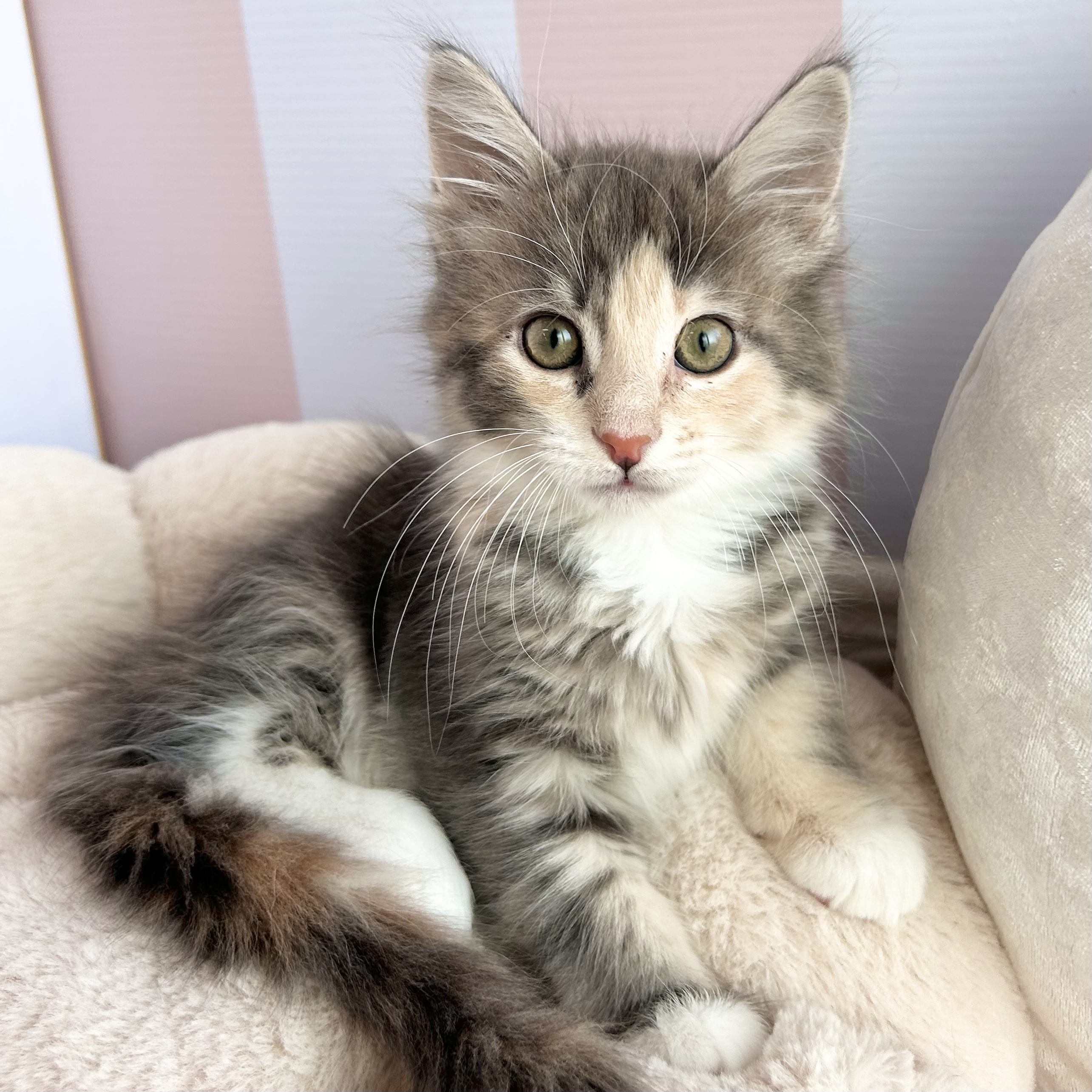 岡山県のメインクーン (犬の家＆猫の里倉敷中庄店/2025年10月11日生まれ/女の子/ブルーパッチドタビーホワイト)の子猫の3枚目の画像