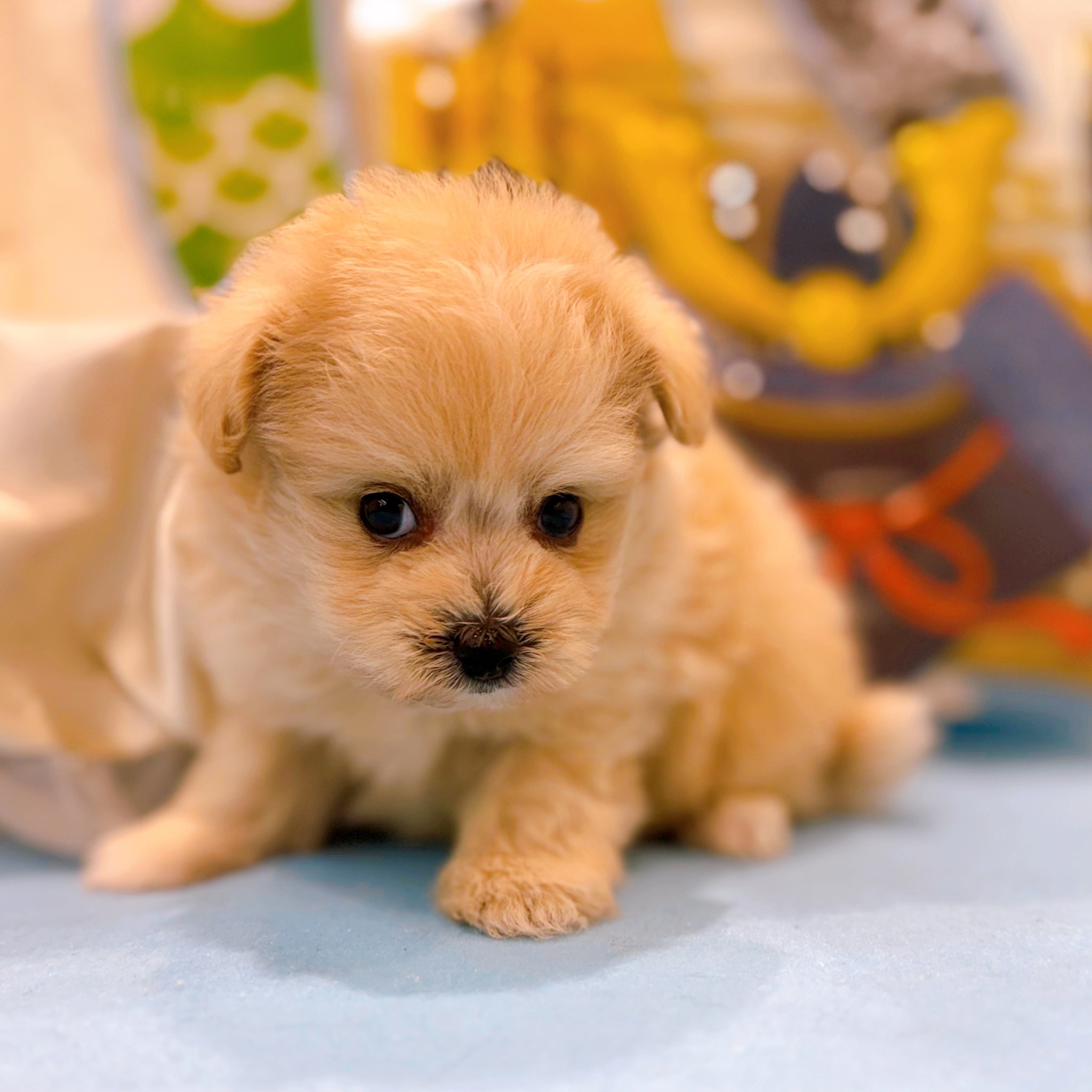 岡山県のポメプー(ポメラニアン×プードル) (犬の家＆猫の里倉敷店/2026年3月1日生まれ/男の子/クリーム)の子犬の3枚目の画像