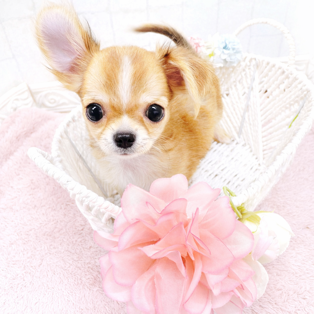 石川県のチワワ(ロング) (犬の家＆猫の里アミーゴ金沢有松店/2025年12月8日生まれ/男の子/レッドホワイト)の子犬の3枚目の画像