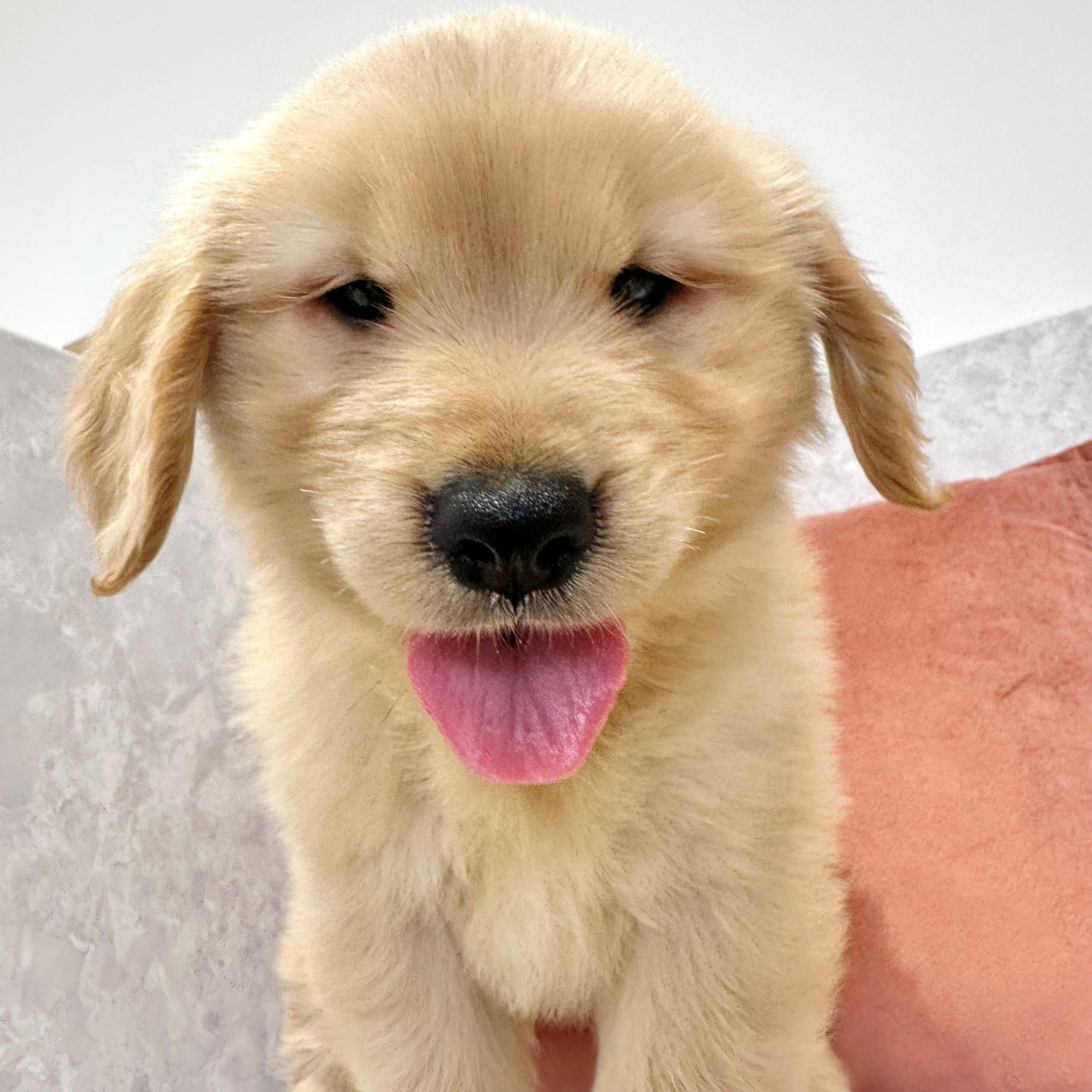 福岡県のゴールデンレトリバー (犬の家＆猫の里くりえいと宗像店/2026年3月3日生まれ/女の子/ゴールデン)の子犬の3枚目の画像