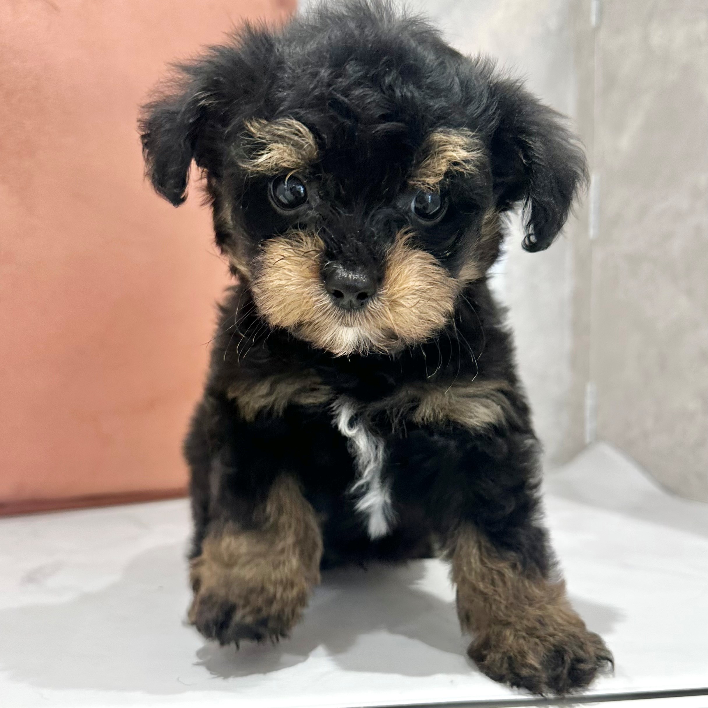 ハーフ犬男の子の写真