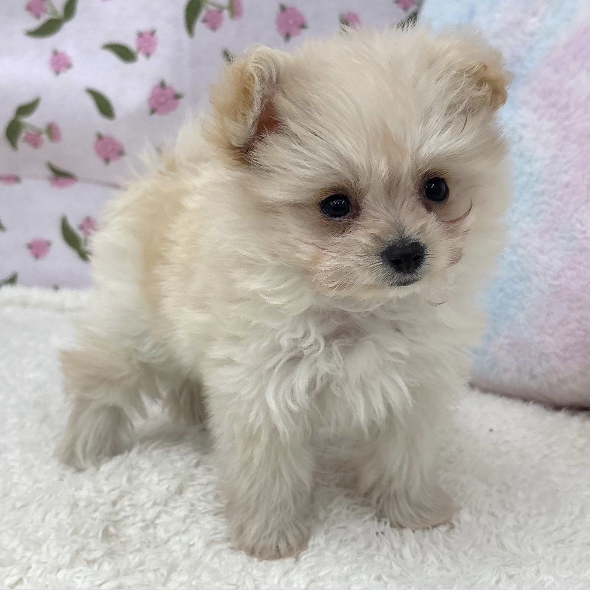 愛知県のポメプー(ポメラニアン×プードル) (犬の家＆猫の里エアポートウォーク店/2026年8月4日生まれ/男の子/クリーム)の子犬の3枚目の画像