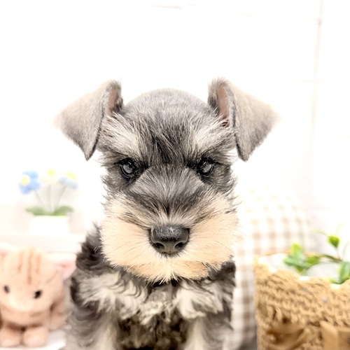 愛知県のミニチュアシュナウザー (犬の家＆猫の里豊川インター店/2026年5月23日生まれ/女の子/ソルトペッパー)の子犬の3枚目の画像