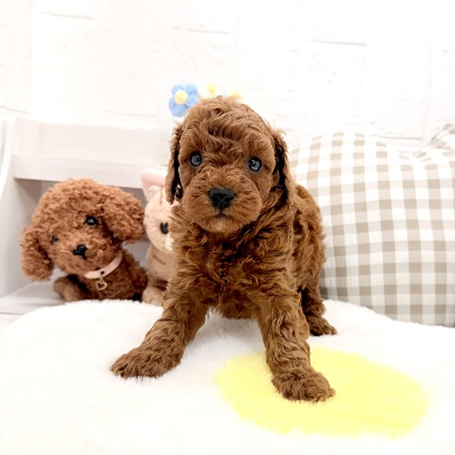 愛知県のトイプードル(トイ) (犬の家＆猫の里豊川インター店/2026年5月25日生まれ/男の子/レッド)の子犬の1枚目の画像