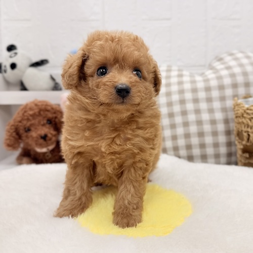 愛知県のトイプードル(トイ) (犬の家＆猫の里豊川インター店/2026年5月25日生まれ/女の子/レッド)の子犬の3枚目の画像