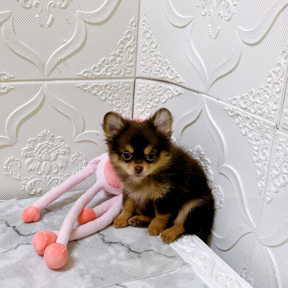 愛知県のポメチワ/チワポメ/ポメチー(ポメラニアン×チワワ) (犬の家＆猫の里岡崎店/2025年12月29日生まれ/女の子/チョコレートタン)の子犬の3枚目の画像
