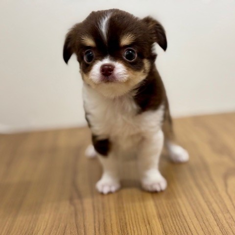 福岡県のチワワ(ロング) (犬の家＆猫の里トリアス久山店/2025年8月7日生まれ/男の子/チョコレートタンホワイト)の子犬の3枚目の画像