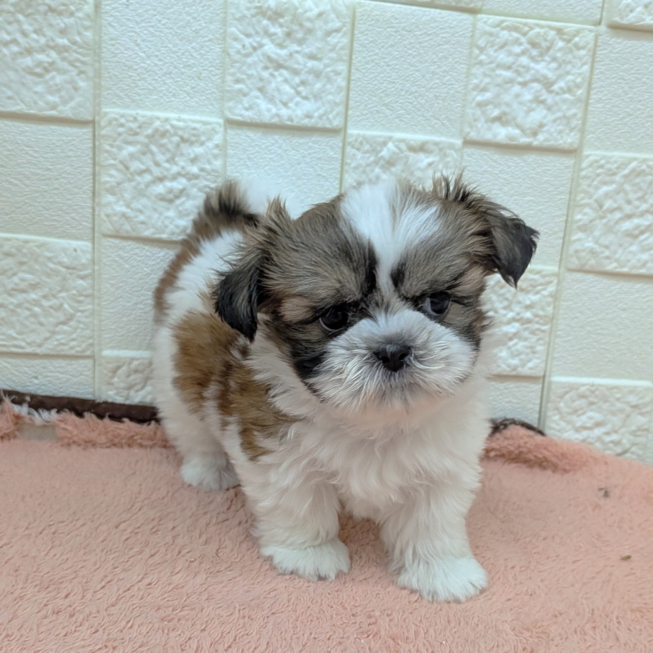 愛知県のシーズー (犬の家＆猫の里碧南店/2025年10月3日生まれ/男の子/ゴールドホワイト)の子犬の3枚目の画像