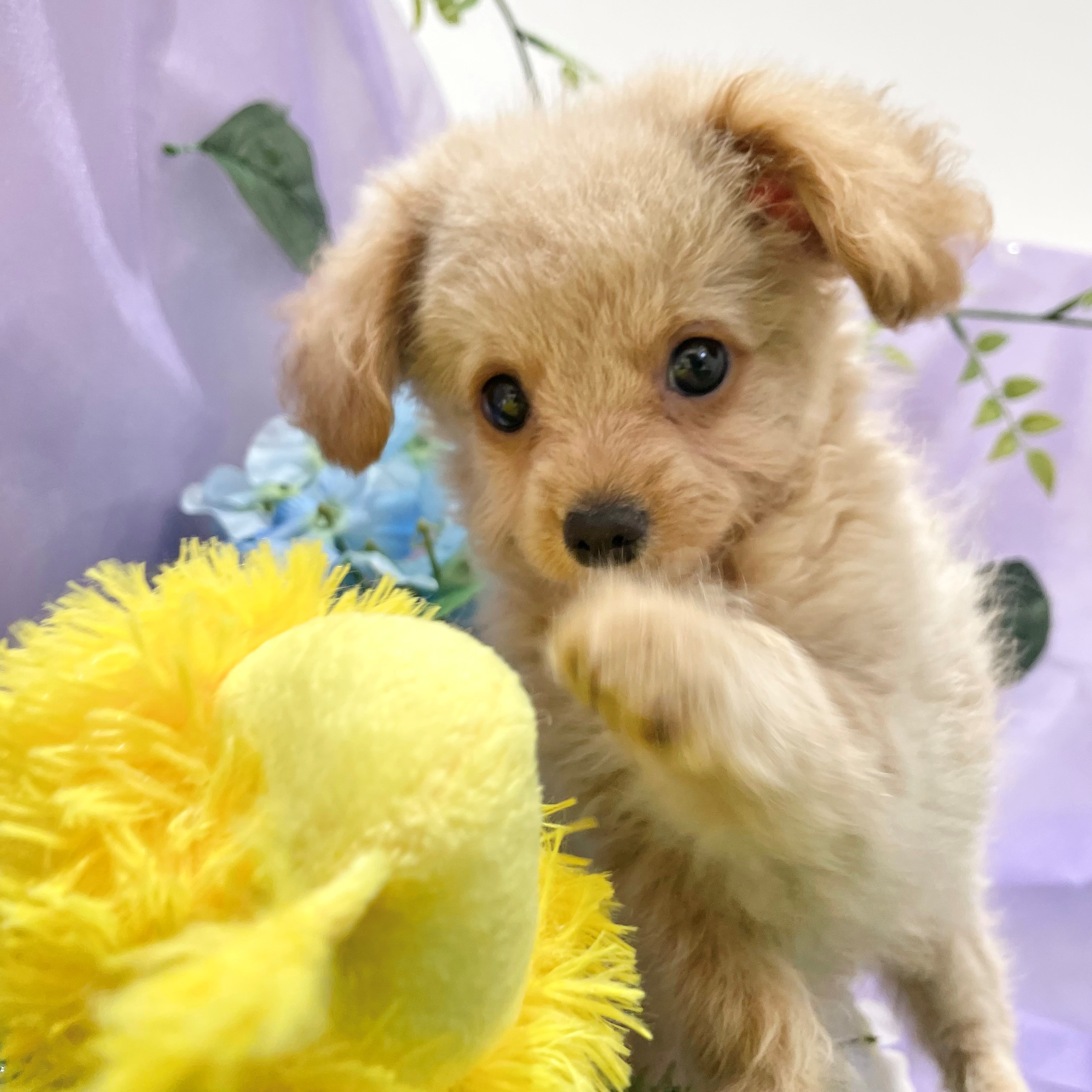 福岡県のチワプー/プーチー(チワワ×プードル) (犬の家＆猫の里くりえいと宗像店/2026年4月29日生まれ/男の子/クリームホワイト)の子犬の3枚目の画像