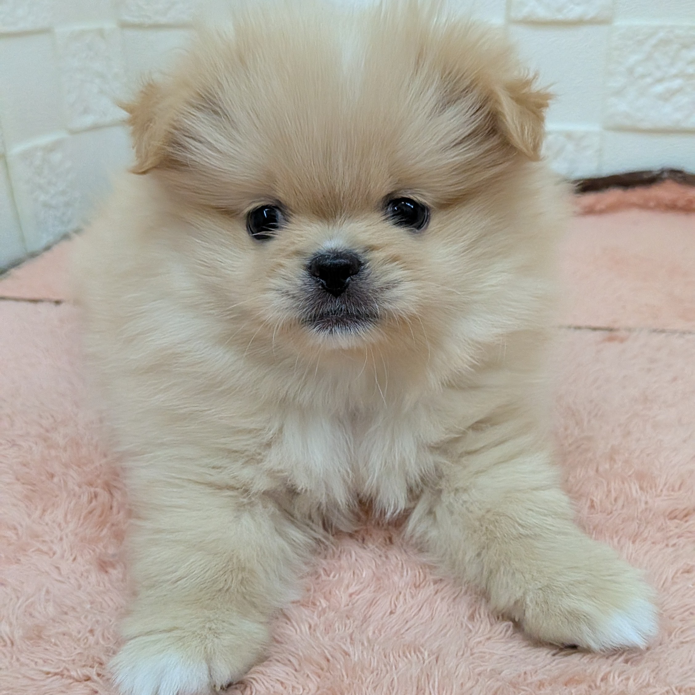 愛知県のペキポメ/ポメペキ(ペキニーズ×ポメラニアン) (犬の家＆猫の里碧南店/2025年10月5日生まれ/女の子/クリーム)の子犬の3枚目の画像
