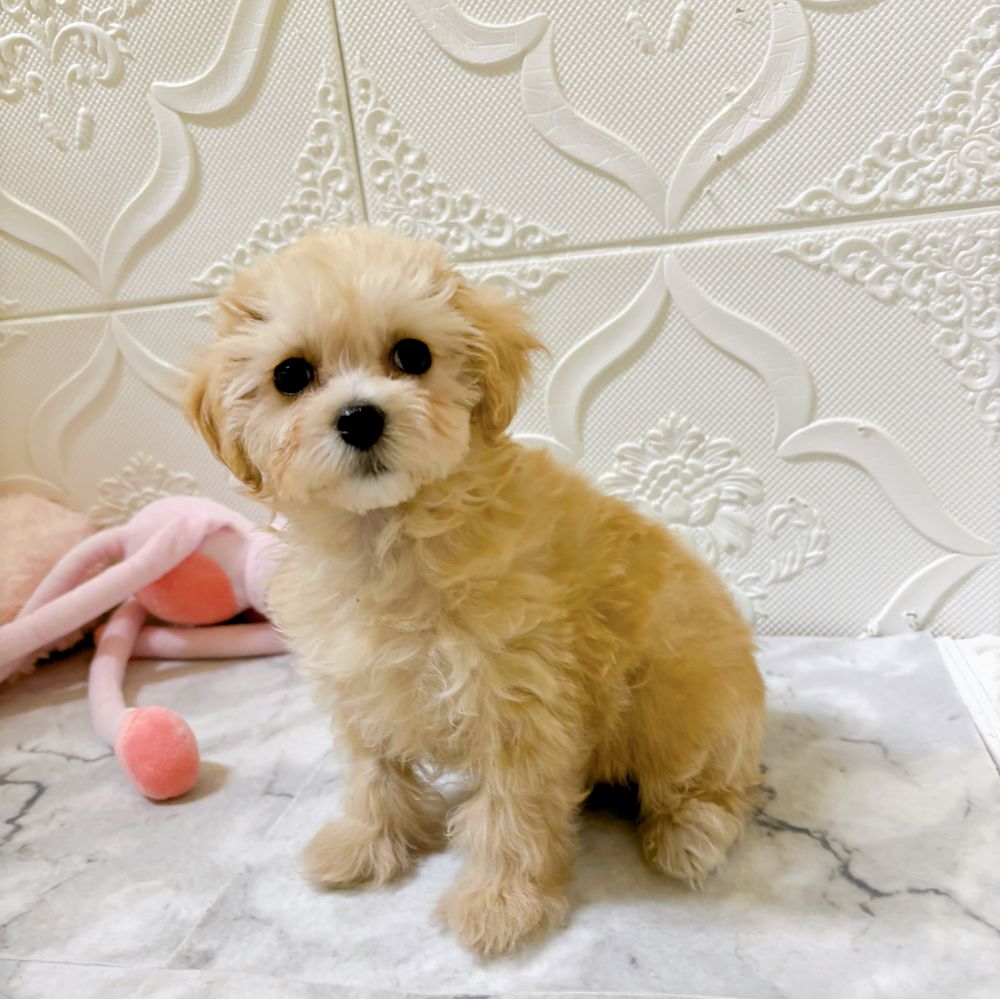 愛知県のマルプー(マルチーズ×プードル) (犬の家＆猫の里岡崎店/2026年1月2日生まれ/女の子/アプリコット)の子犬の3枚目の画像